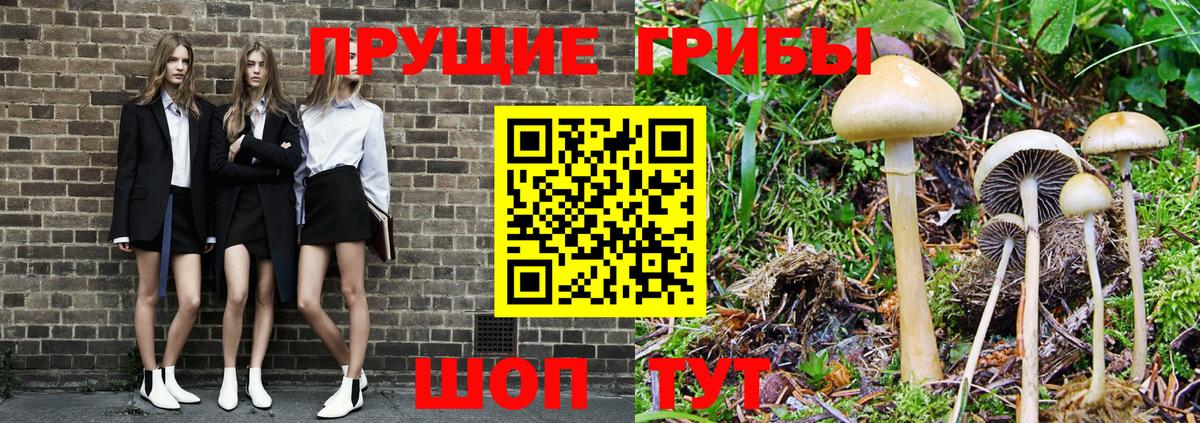 Псилоцибиновые грибы Psilocybine cubensis  Вход с VPN  Владимир 